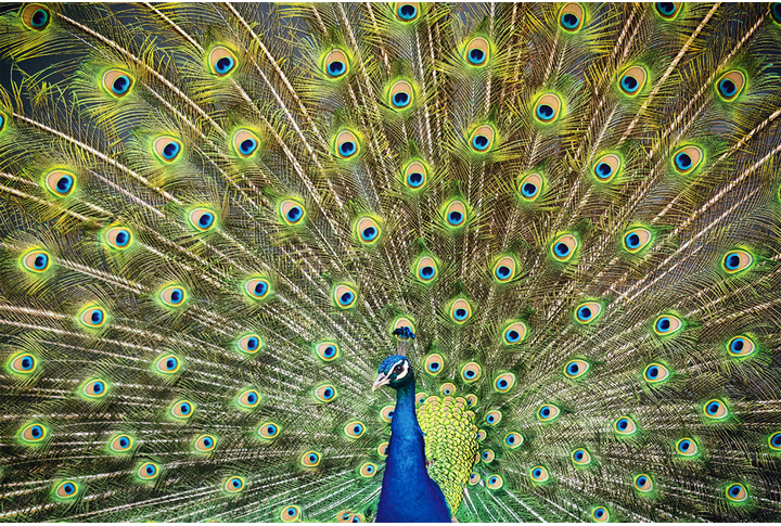 Фотообои «Роскошный павлин»