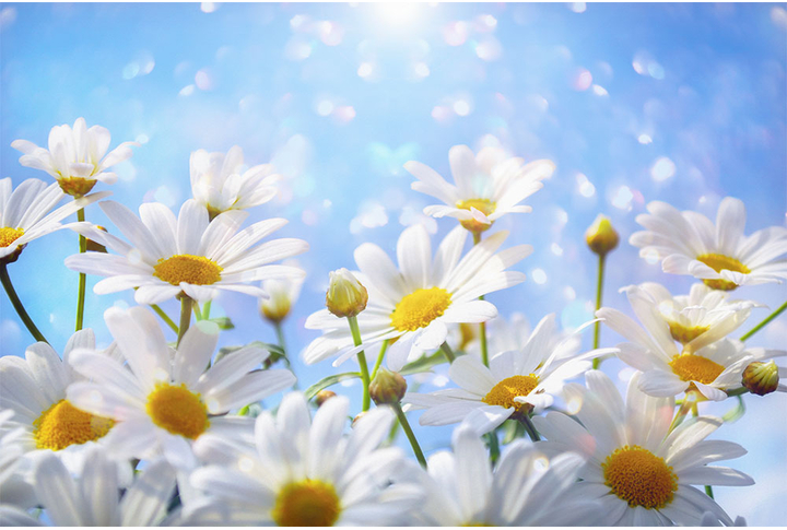 Фотообои «Ромашки в солнечном свете»