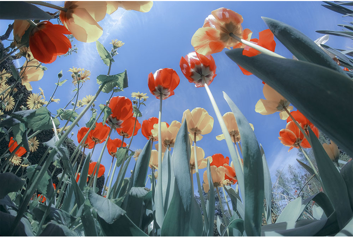 Фотообои «Вид снизу на тюльпаны»