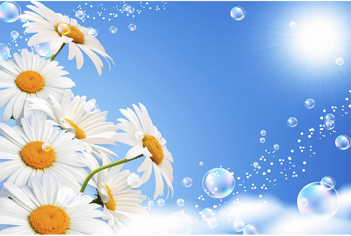 Фотообои «Ромашки на фоне неба»