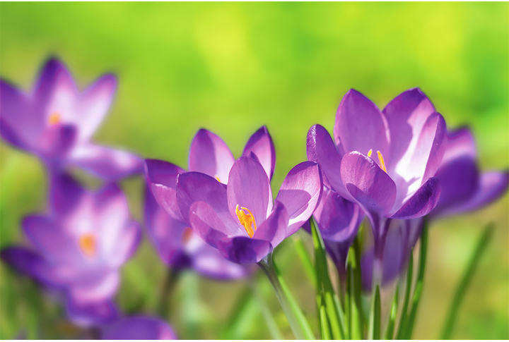 Фотообои «Крокусы на зеленом фоне»