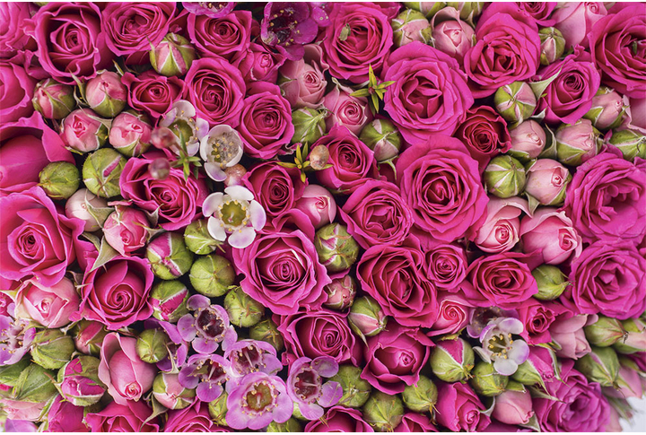 Фотообои «Розы и нераскрывшиеся бутоны»