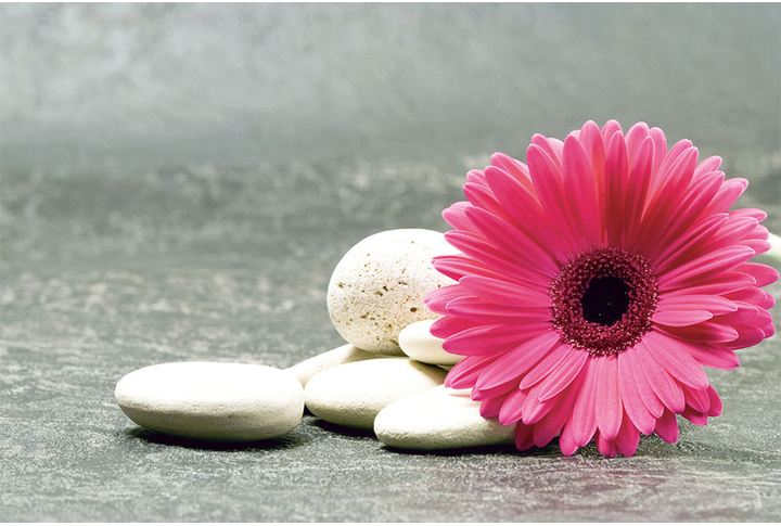 Фотообои «Гербера розовая на камнях»