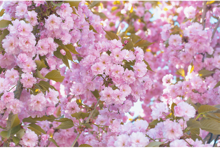 Фотообои «Сакура нежность весны»