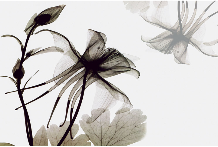 Фотообои «Прозрачный цветок водосбора»