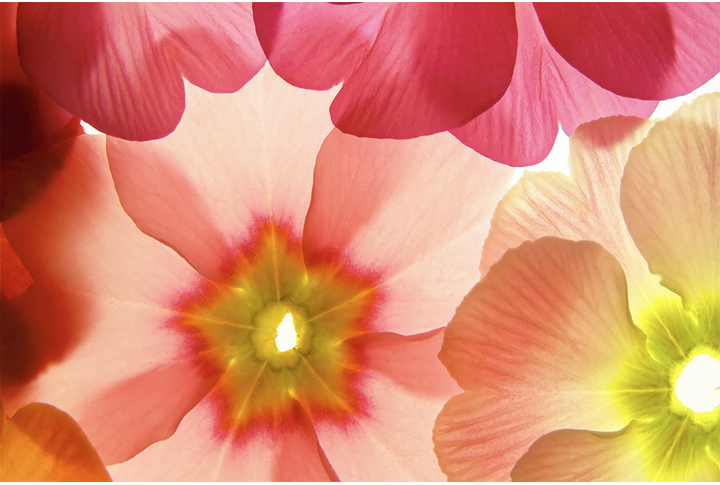 Фотообои «Нежные прозрачные цветы»