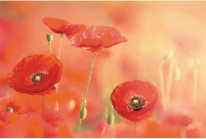 Фотообои «Маки в нежно-красном»