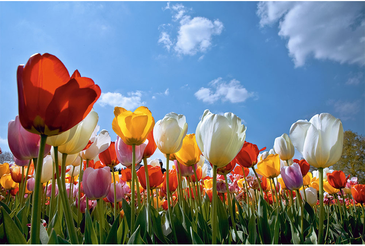 Фотообои «Поле тюльпанов на фоне неба»
