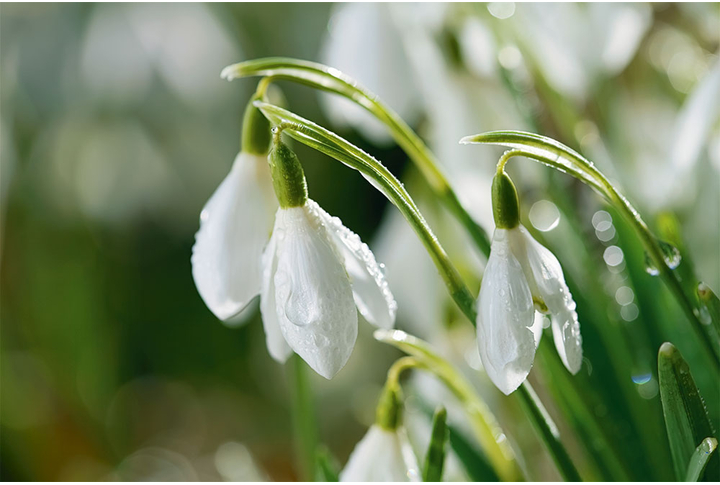 Фотообои «Нежные подснежники после дождя»