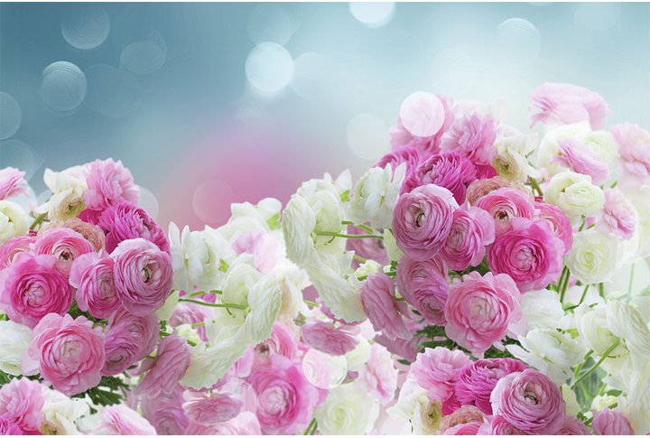 Фотообои «Розовые и белые пионы (ранункулюс)»