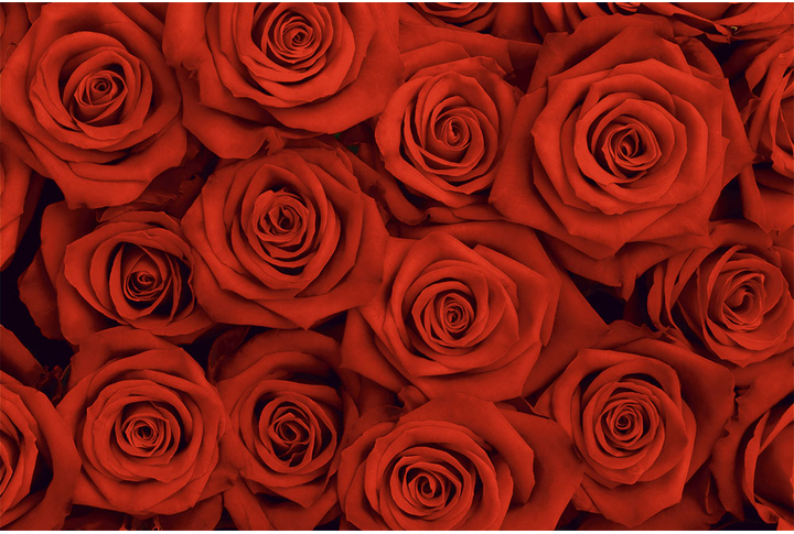 Фотообои «Розы красные»