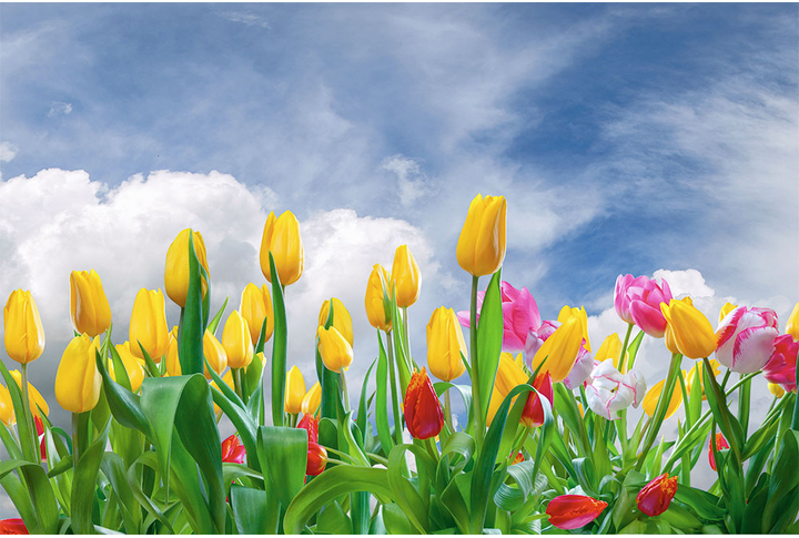 Фотообои «Тюльпаны на фоне неба и облаков»