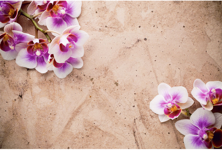 Фотообои «Орхидеи на шуткатурке»