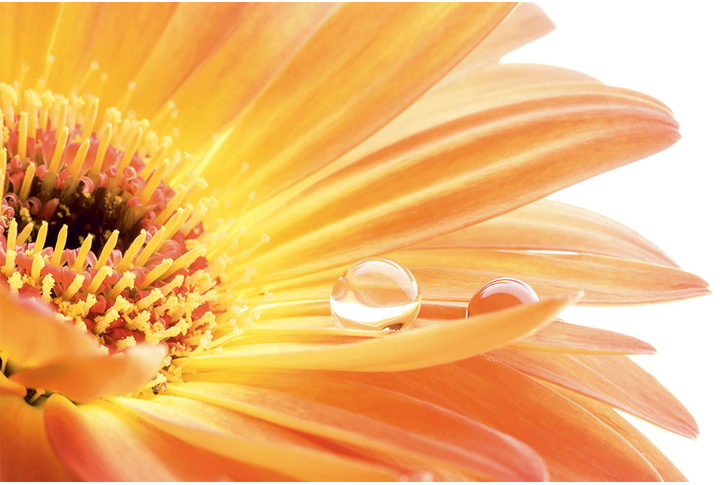 Фотообои «Капельки на лепестке оранжево-жёлтой герберы»