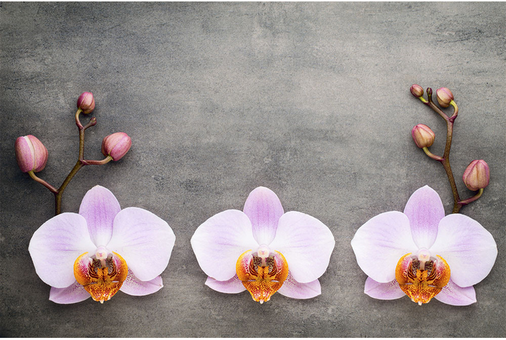 Фотообои «Орхидеи в сиреневых оттенках на бетонной стене»