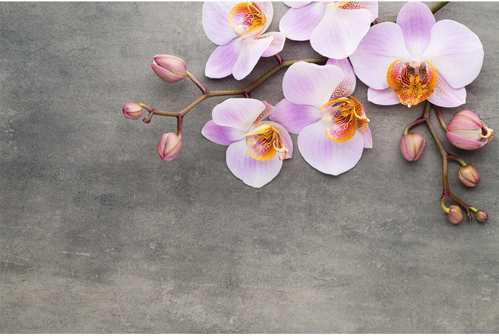 Фотообои «Орхидеи в сиренево-белых оттенках на бетоне»
