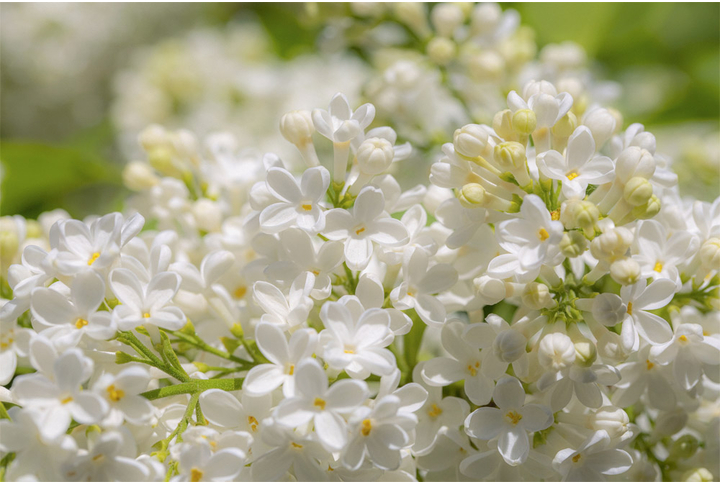 Фотообои «Белая сирень»