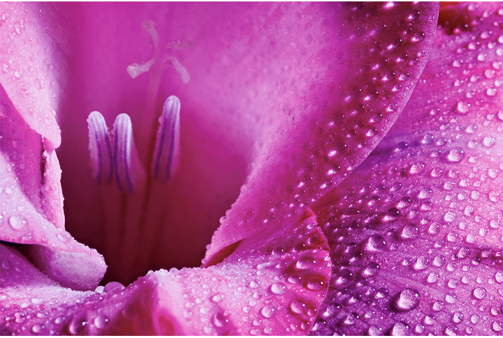 Фотообои «Сиреневый цветок в каплях дождя»