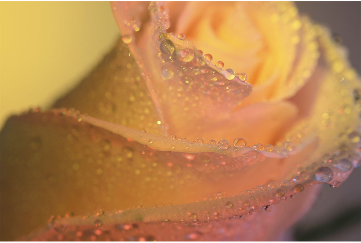 Фотообои «Утренняя роза в каплях росы»