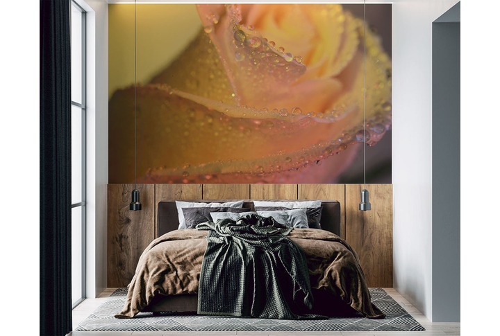 Фотообои «Утренняя роза в каплях росы» в интерьере