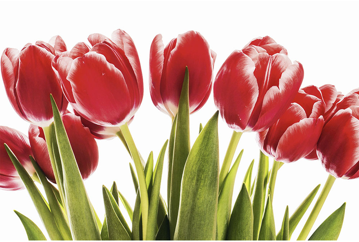 Фотообои «Тюльпаны темно-красного цвета»