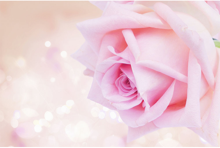 Фотообои «Роза романтик, большой розовый цветок»