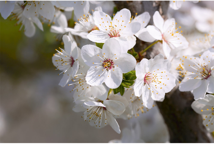 Фотообои «Цветение вишни, белые цветы на ветке»