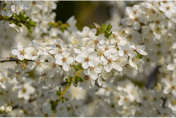 Фотообои «Цветы сакуры на ветках, цветущая вишня»