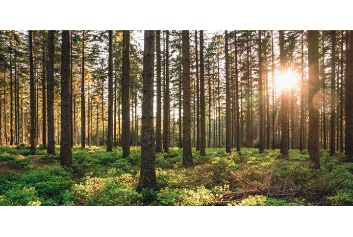 Фотообои «Панорама солнечного леса»
