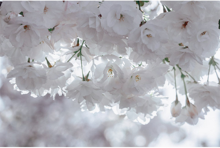 Фотообои «Сакура на солнце»