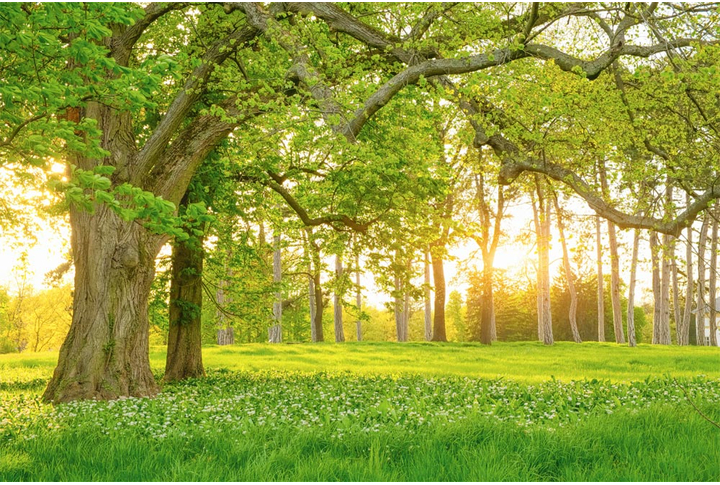 Фотообои «Лес на закате, полянка цветов»