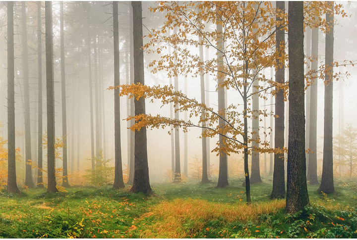 Фотообои «Туманный лес после осеннего дождя, природа»