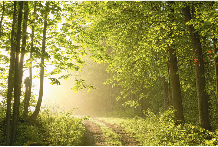 Фотообои «Лес в утреннем тумане, природа летом»