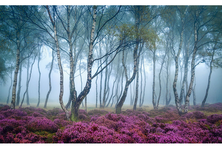 Фотообои «Осенняя березовая роща в тумане»