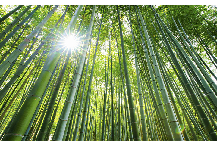 Фотообои «Свет солнца в бамбуковом лесу»