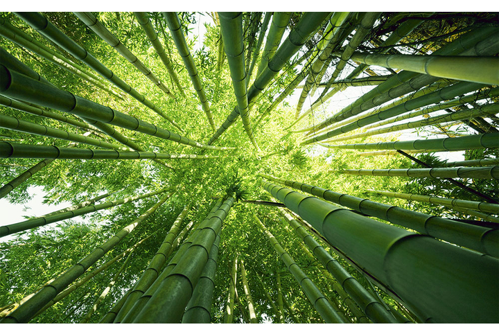 Фотообои «Бамбуковый лес»