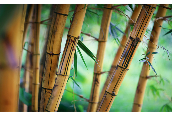 Фотообои «Старый бамбуковый лес»