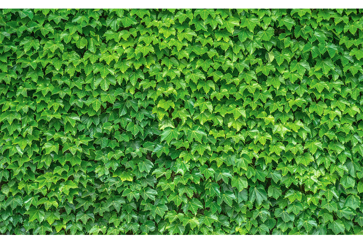 Фотообои «Зеленые листья плюща»
