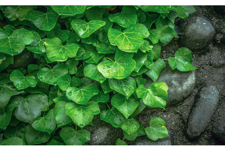 Фотообои «Листья плюща на камне»