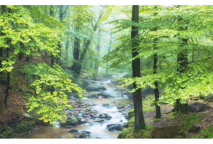 Фотообои «Липовый лес у реки»