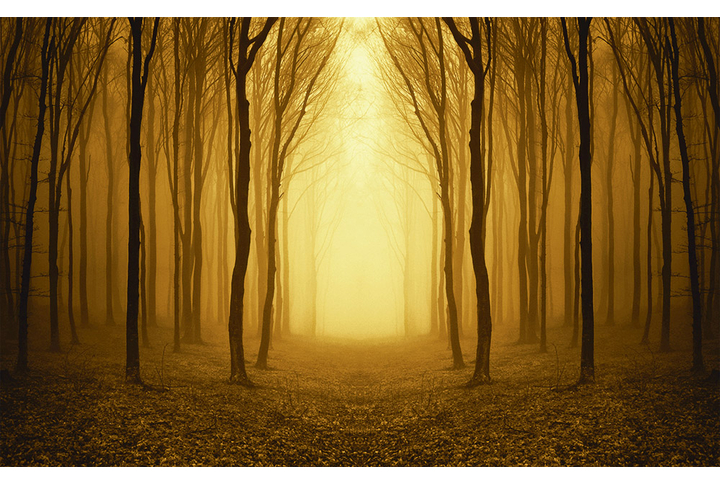 Фотообои «Осенний лес в тумане с силуэтами деревьев»