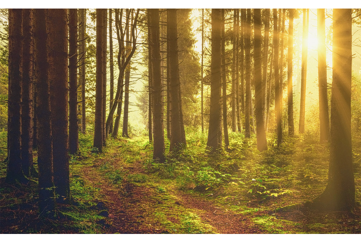 Фотообои «Утренний лес в тумане»