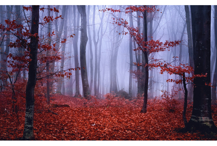 Фотообои «Туман в темном осеннем лесу»