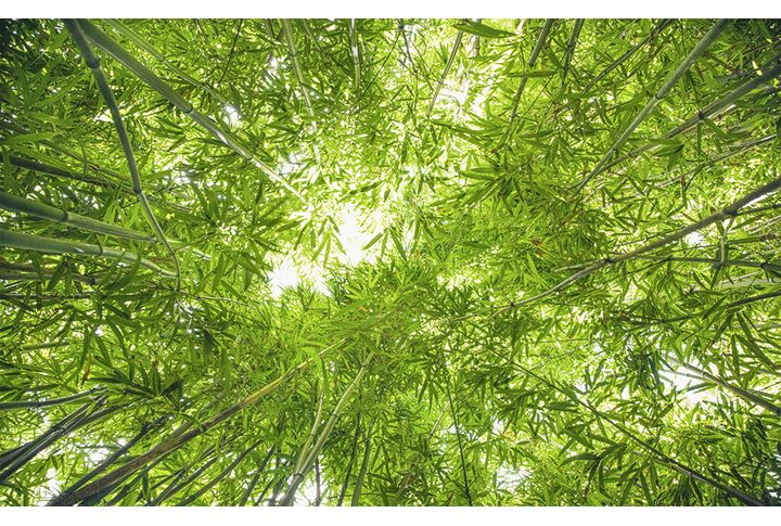 Фотообои «Бамбуковая роща»