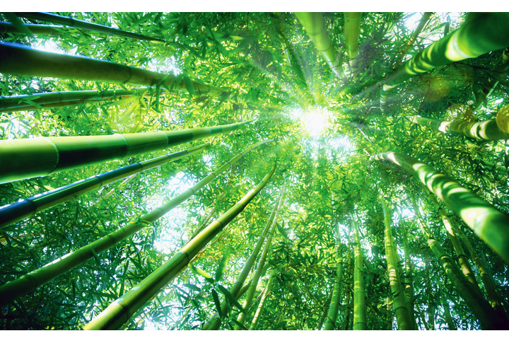 Фотообои «Высокий бамбуковый лес»