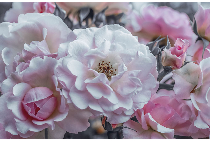 Фотообои «Садовые розы в черно-белом»