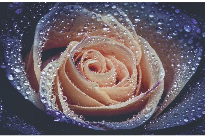 Фотообои «Ночная роза»