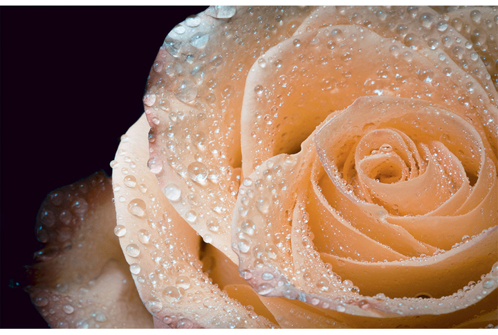 Фотообои «Утренняя роза»