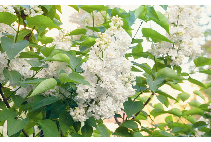 Фотообои «Цветущие ветки белой сирени»