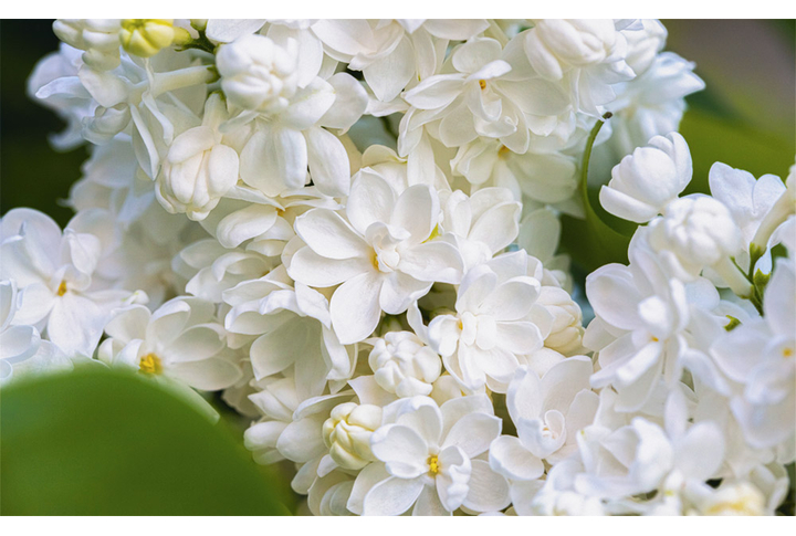 Фотообои «Белая сирень большие цветы»